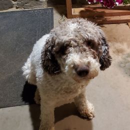 Spanish Water Dogs from O'Reilly Kennels