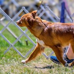 Nova Scotia Duck Tolling Retriever All Grown Up from RiverSong Tollers
