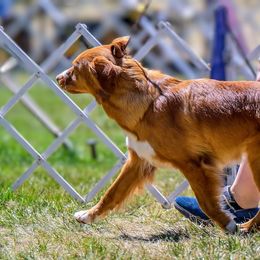 Nova Scotia Duck Tolling Retriever All Grown Up from RiverSong Tollers