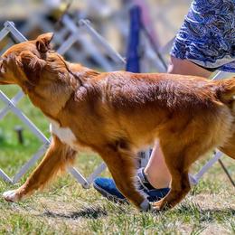 Nova Scotia Duck Tolling Retriever All Grown Up from RiverSong Tollers