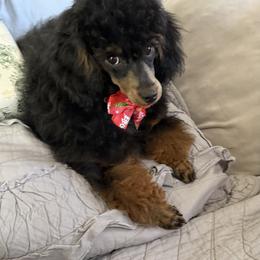 Poodle Puppies from Wanda Burton
