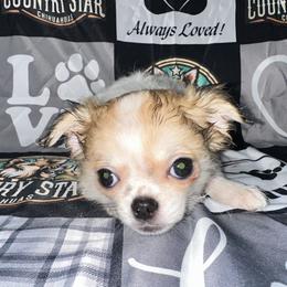 Bandit - Sable spotted white male Chihuahua puppy in Palmyra, Indiana from Country Star Chihuahuas