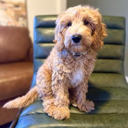 Cash - Apricot male Goldendoodle puppy in Glendale, Arizona from Follow Your Bliss Doodles