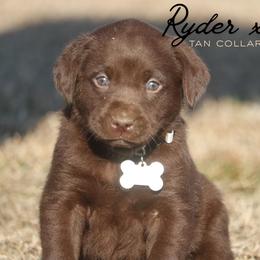 Girl 3 - Chocolate female Labrador Retriever puppy in Capron, Virginia from Triple Creek Kennel
