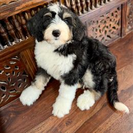 Smoky - Phantom male Bernedoodle puppy in Queen Creek, Arizona from Dulcito Doodles
