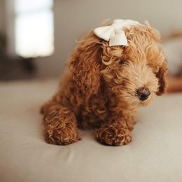 Goldendoodle Puppies from Doodle Paws Az