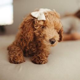 Goldendoodle Puppies from Doodle Paws Az