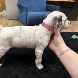 Dalmatian, Poodle, and Rhodesian Ridgeback Puppies from Ruffles, Ridges, & Spots!