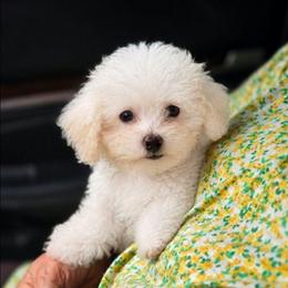 Olivia - Cream female Cockapoo puppy in West Point, Mississippi from Golden Paws