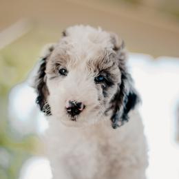 Goldendoodle and Sheepadoodle Puppies from Dooling Doodles