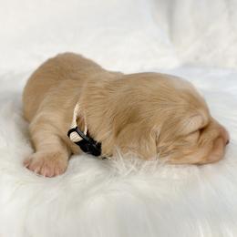 Chocolate Chip - Cream male Dachshund puppy in Sacramento, California from MiniDoxPups