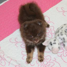 Cinder - Chocolate and tan female Pomeranian puppy in San Marcos, Texas from Hill Country Poms