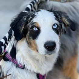 Mongoose aka Goose - Australian Shepherd