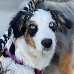 Mongoose aka Goose - Australian Shepherd
