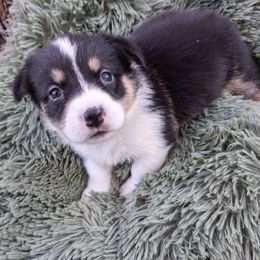 BWGIRL - Black and tan female Pembroke Welsh Corgi puppy in Gaffney, South Carolina from Battlefield Kennels