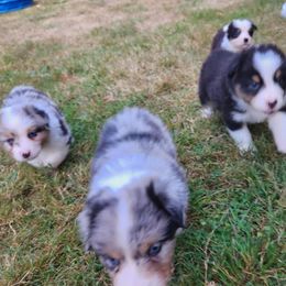 Australian Shepherd and Golden Retriever Puppies from Barking Creek Ranch