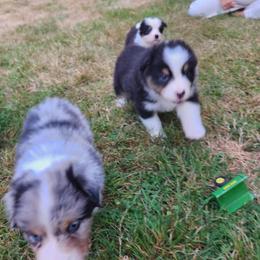 Australian Shepherd and Golden Retriever Puppies from Barking Creek Ranch