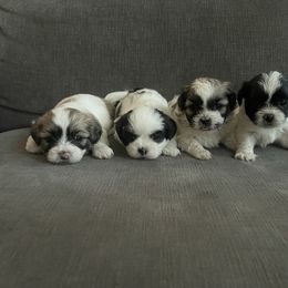 Shihpoo Puppies from The Sassy Shihpoos