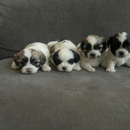 Shihpoo Puppies from The Sassy Shihpoos