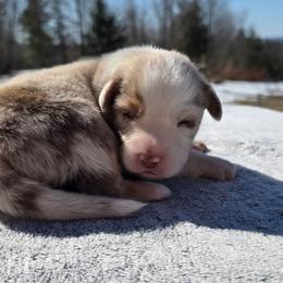 Boy 1 - Red merle male Australian Shepherd puppy in Solon, Maine from Mountain Range Australian Shepherds