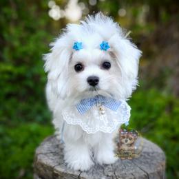 Korean Babydoll Snowball - White male Maltese puppy in Barren Springs, Virginia from Seeking Shalom Acres Maltese, Maltipoos & Havamalts