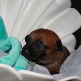 Belgian Malinois Puppies from Pyrex Kennels