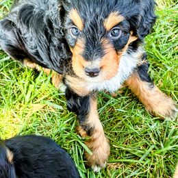 Female Four, Black Phantom Tri - Black tri-color female Aussiedoodle puppy in Parma, Idaho from Arena Valley Acres