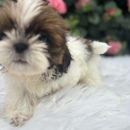 Boy3 - Red and white male Shih Tzu puppy in Covina, California from Shih_doodle_Co