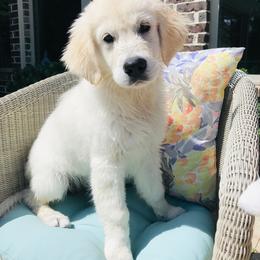 Golden Retriever Puppies from Chrysanthos Golden Retrievers