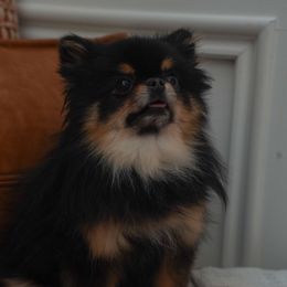 Pomeranian All Grown Up from Perennial Poms, LLC