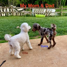 Goldendoodle Puppies from FurEver Friends Doodles