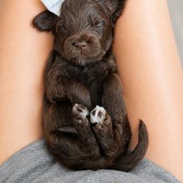 Sierra - Chocolate female Goldendoodle puppy in Van Alstyne, Texas from Forest Haven Doodle Co.