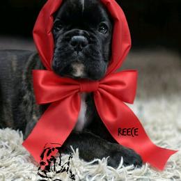Reece - Brindle female Boxer puppy in Spring Hill, Florida from Hart's Grand Boxers