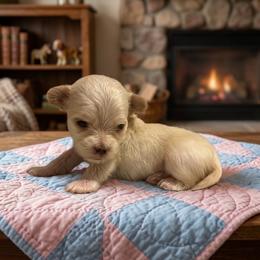 Rocky - Gold male Morkie puppy in Fall River, Massachusetts from Exquisite Babydoll Morkies and Yorkies