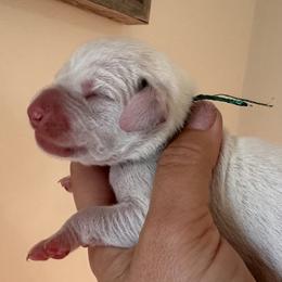 Boy 4 (Emerald Boy) - Dalmatian puppy from Spot On Dalmatians
