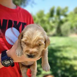 Phoenix - Dark golden female Golden Retriever puppy in Calimesa, California from Coppertown Retrievers