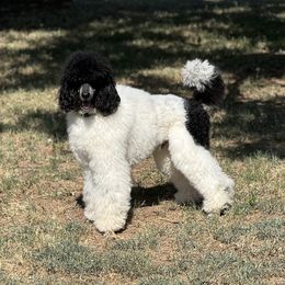 Aussiedoodle, Bernedoodle, and Poodle All Grown Up from Miller's Doodles