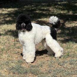 Aussiedoodle, Bernedoodle, and Poodle All Grown Up from Miller's Doodles