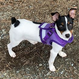 Toy Fox Terriers from Sweetfield Farm