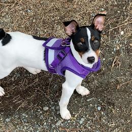 Toy Fox Terriers from Sweetfield Farm