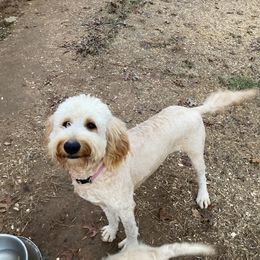 Goldendoodle and Poodle All Grown Up from Rainbow Poodles and Doodles of Oklahoma