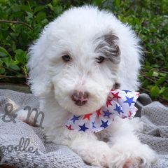 Gray Collar - White Double Doodle puppy in Georgia from H & M Doodles