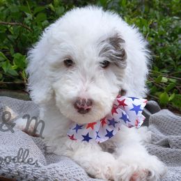 Gray Collar - White Double Doodle puppy in Georgia from H & M Doodles