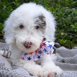 Gray Collar - White Double Doodle puppy in Georgia from H & M Doodles