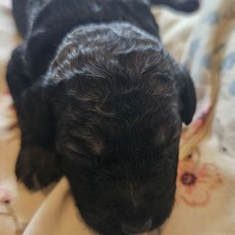 Caitlin - Merle female Goldendoodle puppy in Kansas City, Missouri from Poppy's Doodles