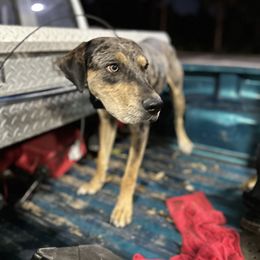 Catahoula Leopard Dog All Grown Up from Lazy 44 Catahoulas