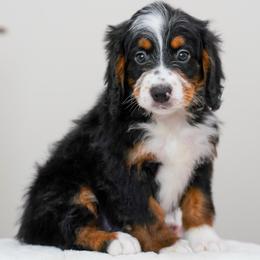 Ragnar - Tri-color male Bernedoodle puppy in Dundee, Ohio from Down Home Doodle