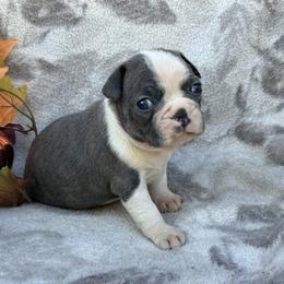 Butch - Blue male Boston Terrier puppy in Corning, California from SB Bostons / Raksha Malinois