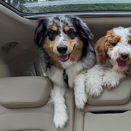 Aussiedoodles from Ridgeview Aussiedoodles