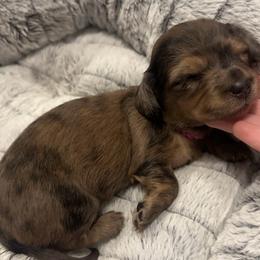 4th Born Dappled Brindle - Dapple female Dachshund puppy in Rochester, Washington from Curtiss Dachshunds